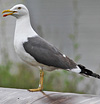 adult graellsii in May, ringed in the Netherlands. (83502 bytes)